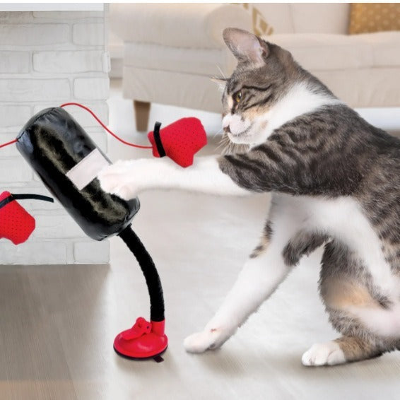 Cat Fitness Punching Play