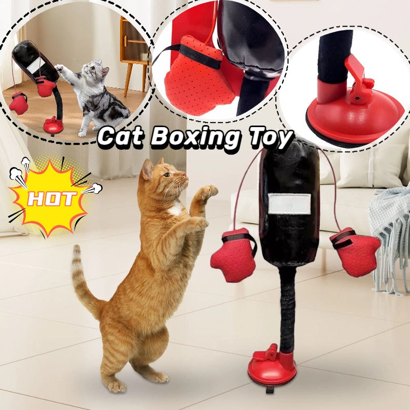 Cat Fitness Punching Play