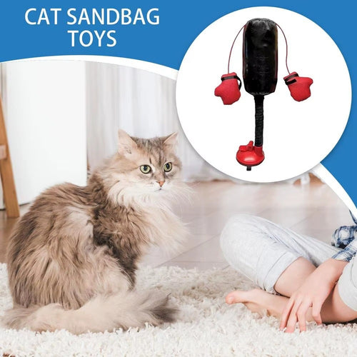 Cat Fitness Punching Play